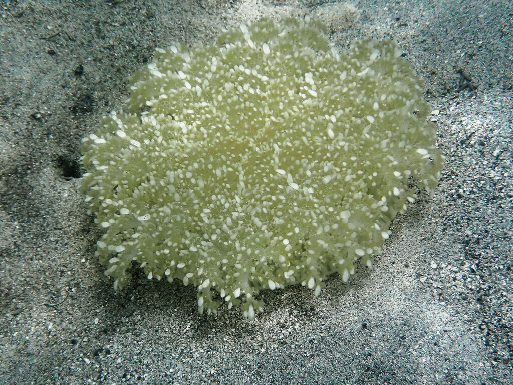 Upsidedown Jellyfish