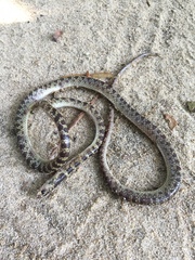 Lycodon subannulatus