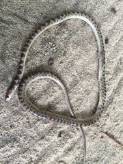 Lycodon subannulatus