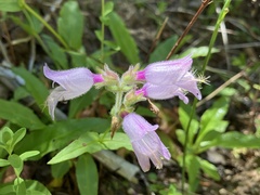 Penstemon rattanii