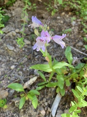 Penstemon rattanii