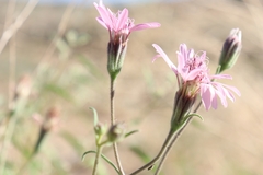 Palafoxia sphacelata