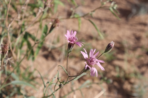 Image of Palafoxia sphacelata by no rights reserved
