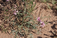 Palafoxia sphacelata