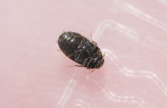 Trogoderma sternale