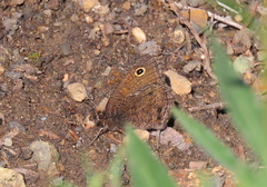 Cercyonis oetus