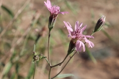 Palafoxia sphacelata