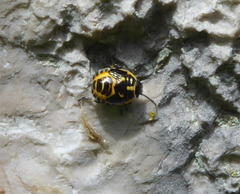 Eurydema
