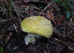 Floccularia luteovirens