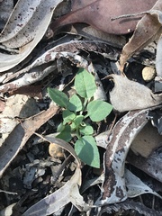 Pterostylis parviflora