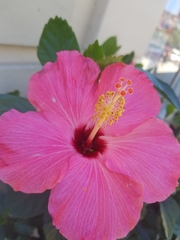 Hibiscus