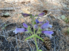 Penstemon rattanii
