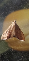Sericoplaga externalis