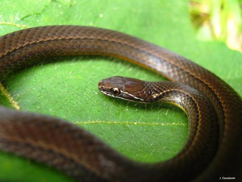 MacDougall's Graceful Brown Snake