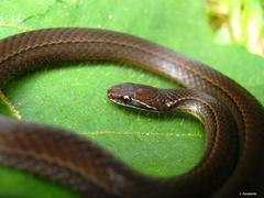 Rhadinaea macdougalli