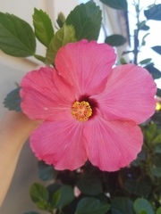 Hibiscus