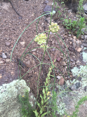 Asclepias rusbyi