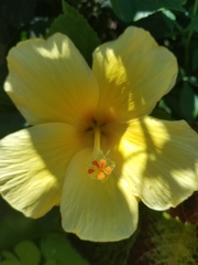 Hibiscus
