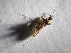 Coquillettidia perturbans