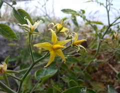 Solanum pimpinellifolium