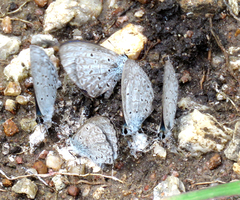Celastrina lavendularis