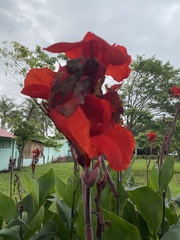 Trigona fulviventris