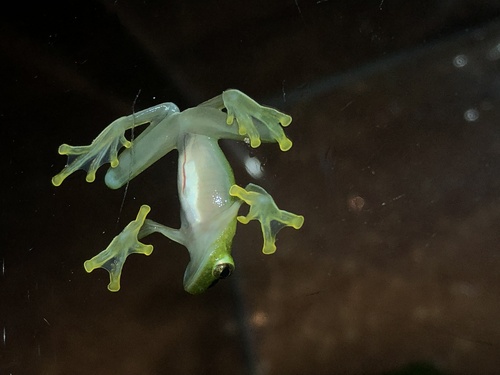 White-hearted Glass Frog, Hyalinobatrachium carlesvilai