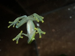 White-hearted Glass Frog