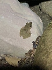 Pristimantis fenestratus