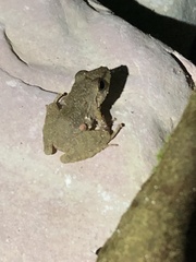 Pristimantis fenestratus