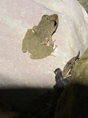 Pristimantis fenestratus