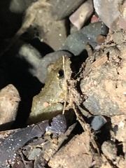 Pristimantis fenestratus