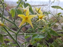 Solanum pimpinellifolium