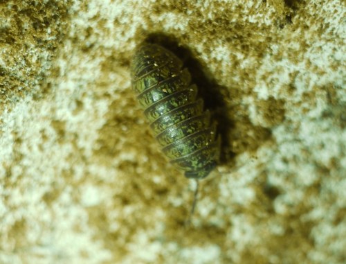 Armadillidium versicolor