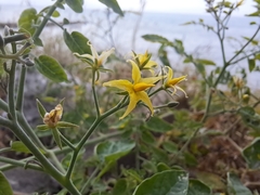 Solanum pimpinellifolium