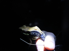 Hydrophylax bahuvistara