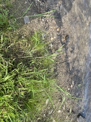Eleocharis tuberculosa