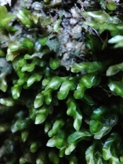 Orthorrhynchium elegans