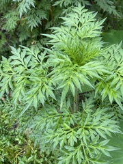 Cosmos caudatus