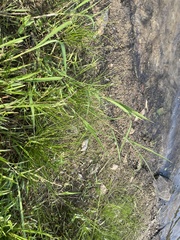 Eleocharis tuberculosa