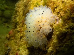 Clavelina pseudobaudinensis