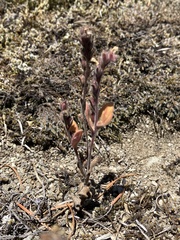 Phacelia verna