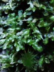 Orthorrhynchium elegans