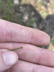 Eleocharis tuberculosa