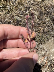 Phacelia verna
