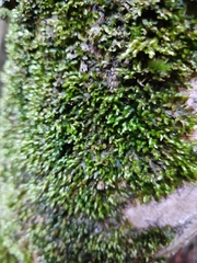 Orthorrhynchium elegans