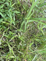 Eleocharis tuberculosa