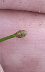 Eleocharis tuberculosa