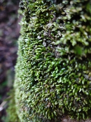 Orthorrhynchium elegans