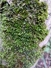 Orthorrhynchium elegans